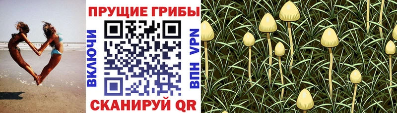 Галлюциногенные грибы прущие грибы  Купить закладки  Канаш 